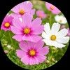 gocosmos1012